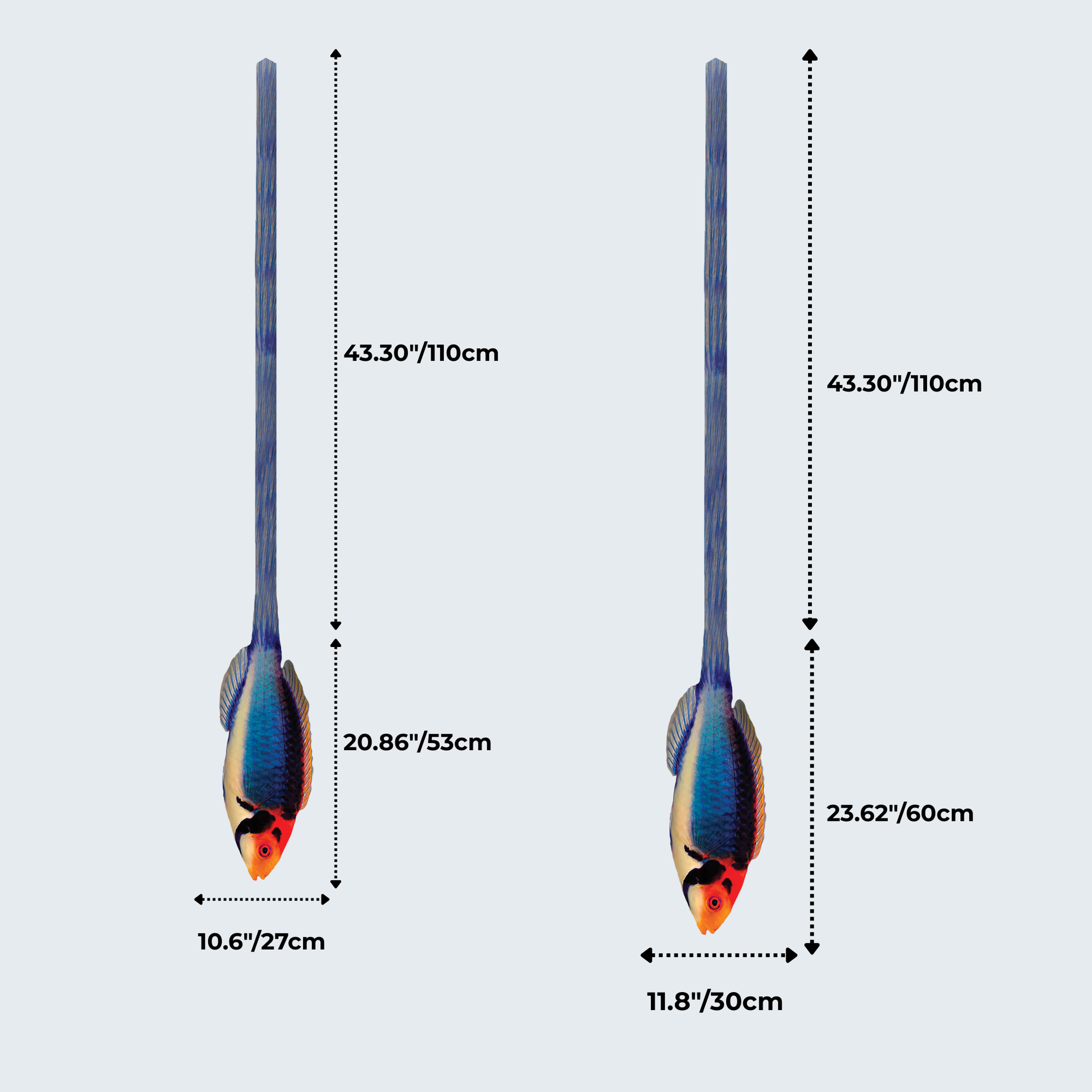 WonderKnot© Solar Fairy Wrasse