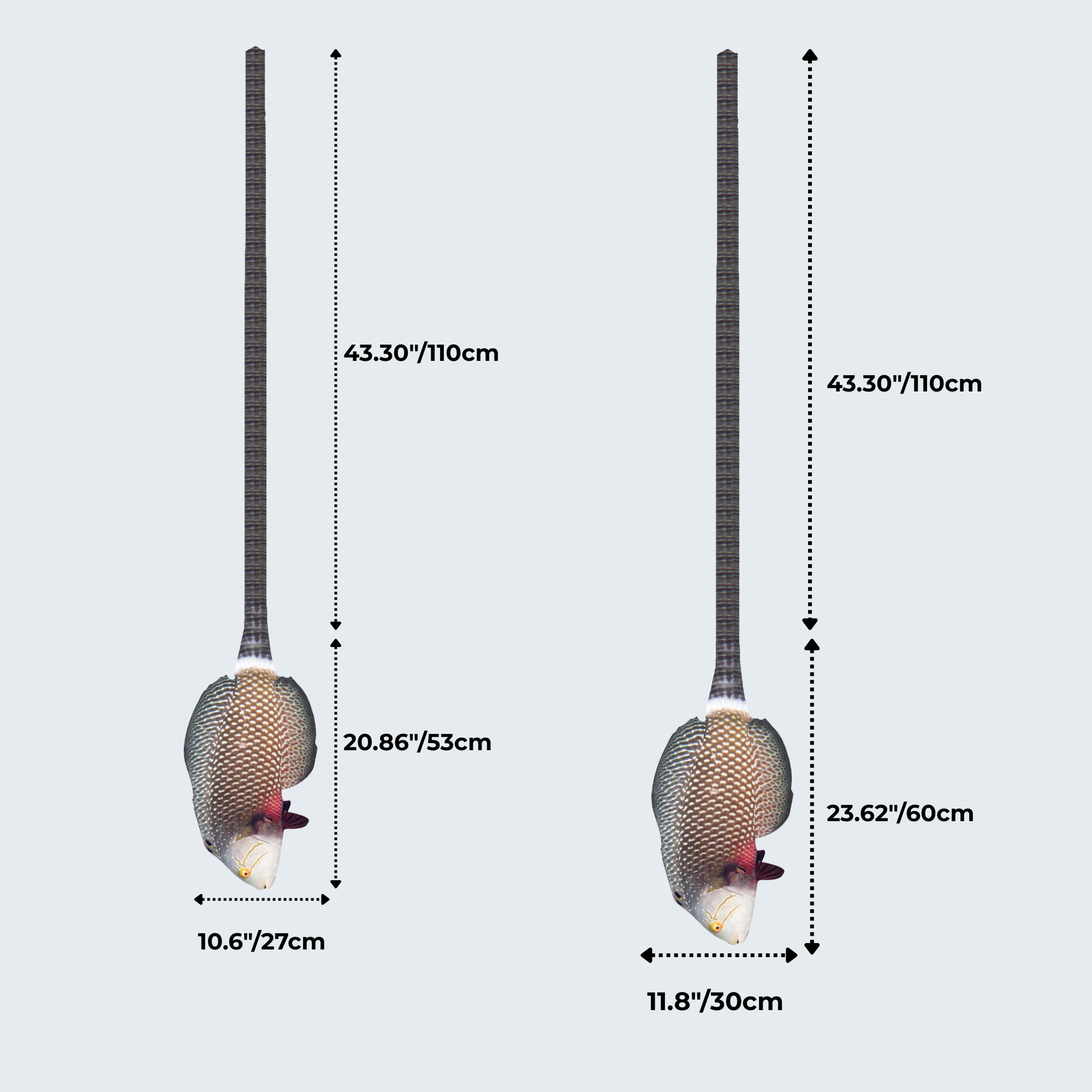 WonderKnot© Dragon Wrasse