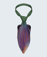 WonderKnot© Six Line Wrasse