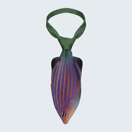 WonderKnot© Six Line Wrasse
