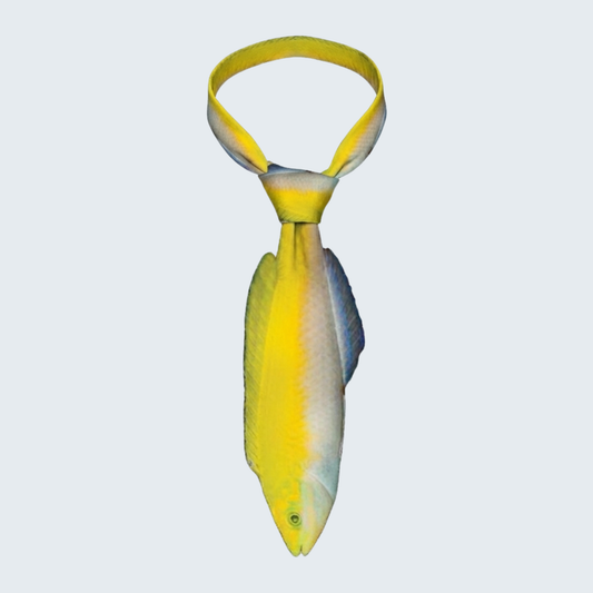 WonderKnot© Yellow Coris Wrasse