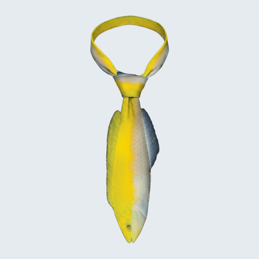 WonderKnot© Yellow Coris Wrasse