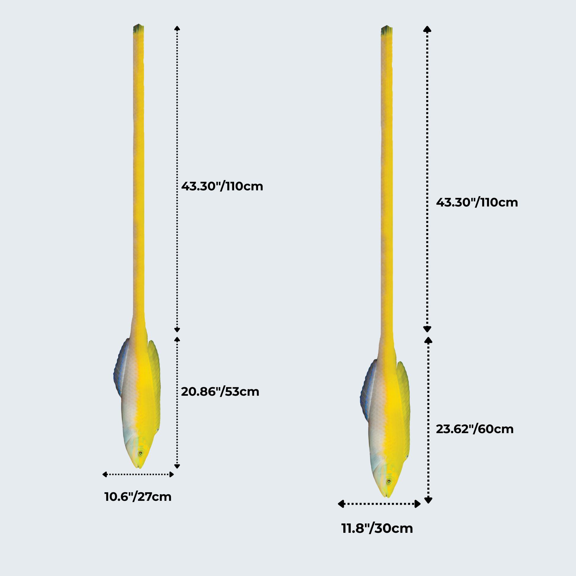 WonderKnot© Yellow Coris Wrasse