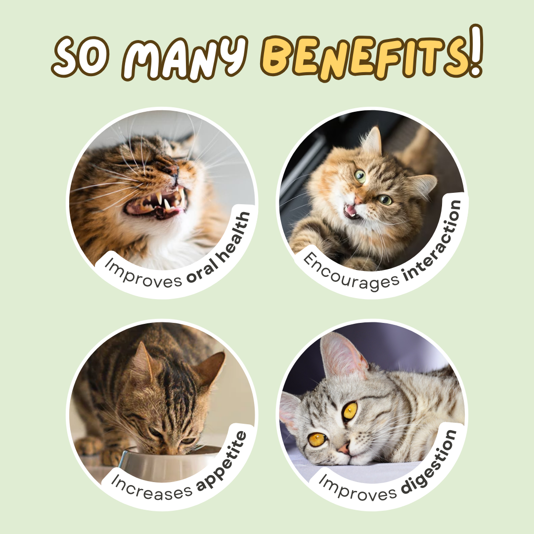 Fatty™ Stick-on Catnip Station